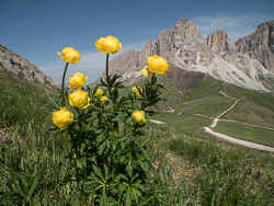 Alpine flowers are a great addition to landscape photography